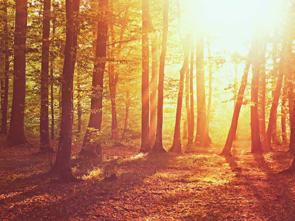Осенний лес в лучах солнца
